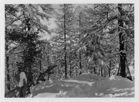 Postcard; Pine trees in winter