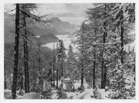 Postcard; Pine trees on a mountain