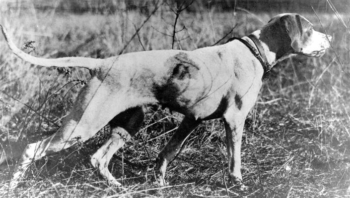 Animals; Dogs; A dog in dry grass