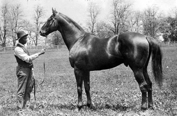 Horses; Group; Unidentified; A man and a stout horse