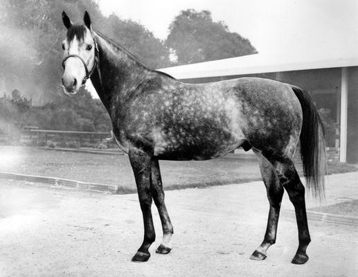 Horses; Group; Unidentified; A white spotted horse