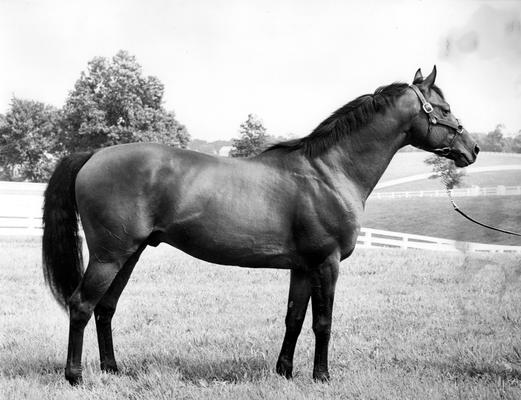 Horses; Group; Unidentified; A horse being led to grassland