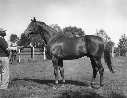 Horses; Group; Unidentified; A man and a stout horse #2