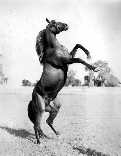 Horses; Group; Unidentified; A horse rearing up on his hind legs