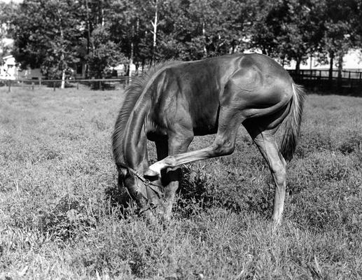 Horses; Group; Unidentified; A horse grazing