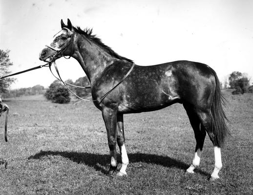 Horses; Group; Unidentified; A horse with white feet