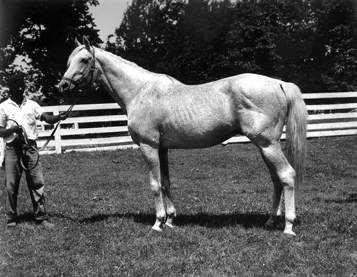 Horses; Group; Unidentified; A man and a grey horse