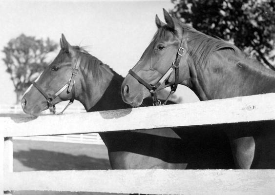 Horses; Group; Unidentified; Two horses near the fence