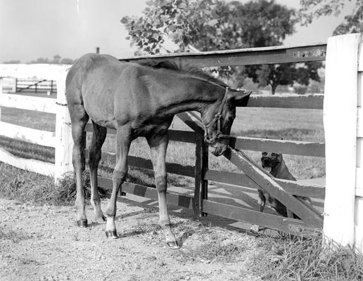 Horses; Group; Unidentified; A horse looks at a dog