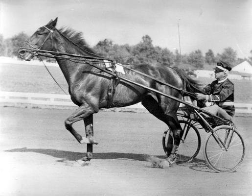 Horses; Handover Bertha; Horses; Hanover Bertha