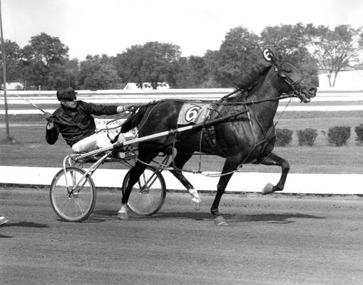 Horses; Harness Racing; Race Scenes; Racer #6