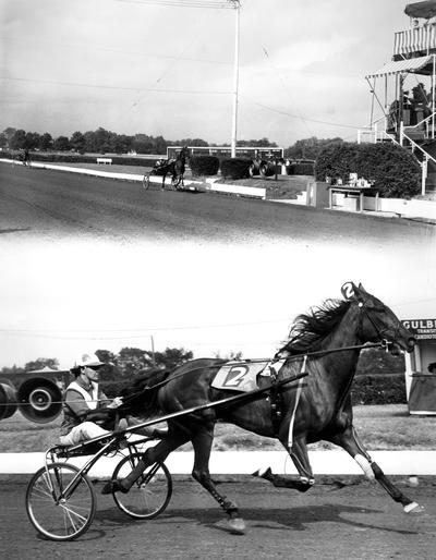 Horses; Harness Racing; Race Scenes; Racer #2