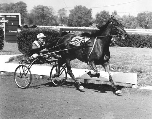 Horses; Harness Racing; Race Scenes; Split photos of racer #2