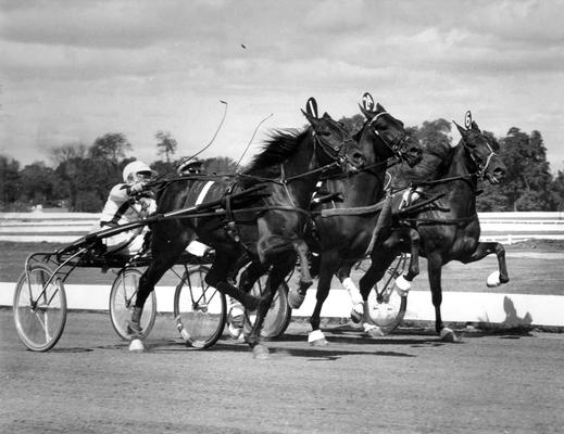 Horses; Harness Racing; Race Scenes; Three racers in parallel (1, 2A, 6)