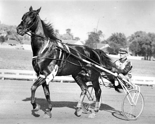 Horses; Harness Racing; Race Scenes; A horse slowly pulls the driver on his car