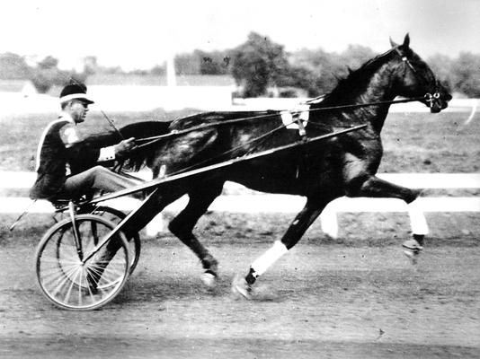 Horses; Harness Racing; Race Scenes; Racer #2 in high speed