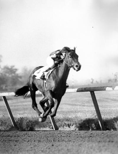 Horses; Thoroughbred Racing; Race Scenes; Horse and jockey #5