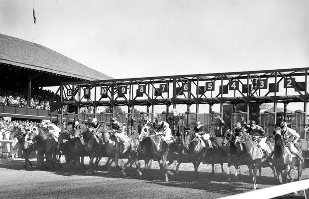 Horses; Thoroughbred Racing; Race Scenes; The starting gates open