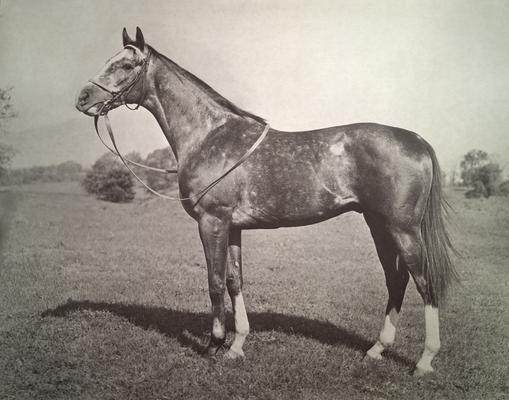 Horse; Individual; Horse with white legs