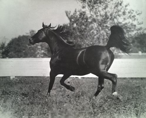 Horse; Individual; Black horse running