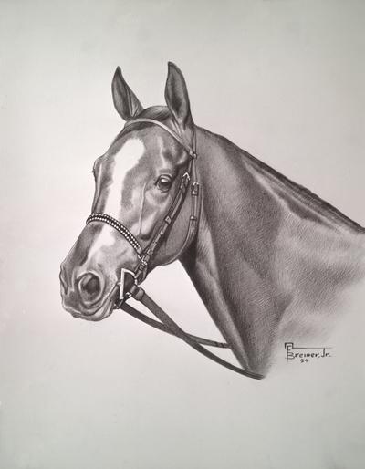 Horses; Sketches; Sketch of a horse's head #1