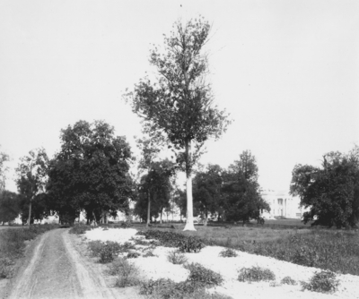 A road leading to the Elmendorf Mansion. Silver Print