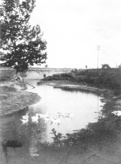 Ducks swimming in a creek. Silver Print