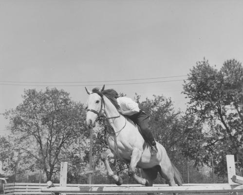 Harper, Barbara, A student in the University of Kentucky College of Agriculture and Home Economics, takes her mount over a jump in preperation for the Block and Bridle Horse Show, From Public Relations Department