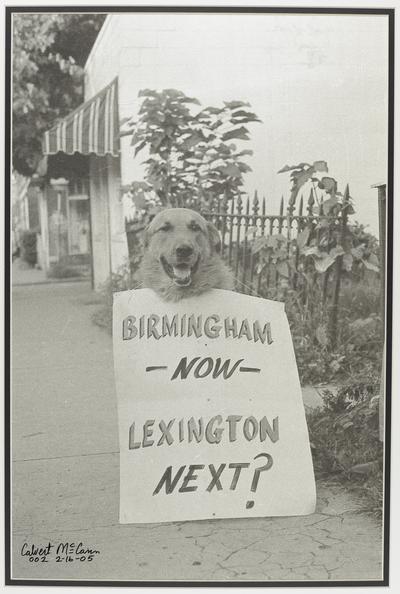 Dog with protest sign reading Birmingham Now Lexington Next