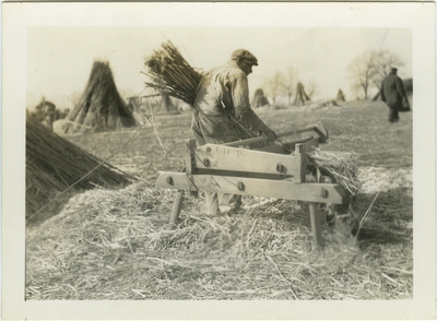 Unknown African American male breaking hemp on hand brakes in a field of hemp stalk stacks