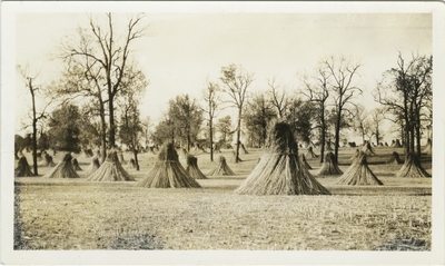 Stacks of hemp stalks in a hemp field