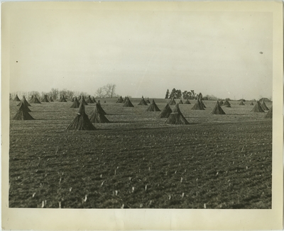 Stacks of hemp stalks in a hemp field