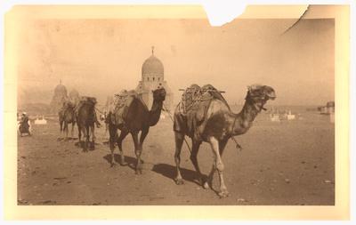 Four camels in a line, following each other; each is carrying a saddle pack. In the background are several mosques