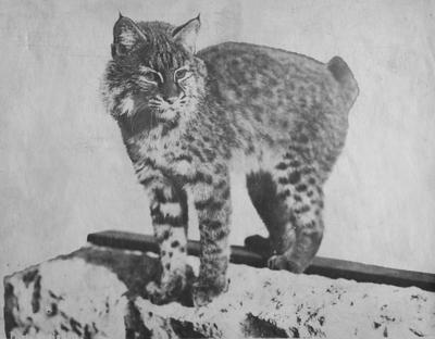 The original, live wildcat mascot of the University of Kentucky, 