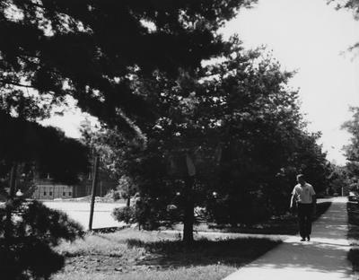 An unidentified man walking between rows of evergreens by former tennis courts, which is the current site of the Chemistry and Physics Building