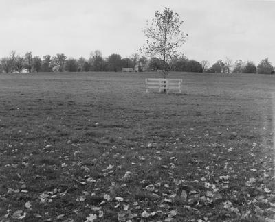 A grassy field on the Coldstream Farm, showing a tree with a fence around it. Received January 18, 1957 from Public Relations