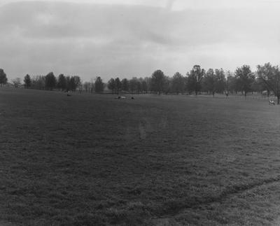 Cows grazing on the Coldstream Farm. Received on January 18, 1957 from Public Relations