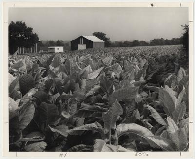 An experiment station tobacco field