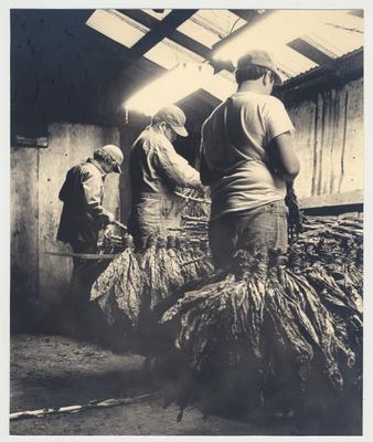 Unidentified men are stripping tobacco and putting the tobacco into hands in a Kentucky farm stripping room
