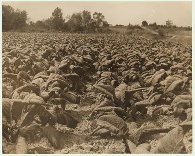 A tobacco field