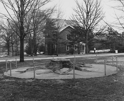 A picture of the Whitefield Stump, with President Patterson's house in the background. The Whitefield Stump was discovered in a Harlan, Kentucky mine in 1938 and was given to the UK Geology Department by George Whitefield, former manager of Clover Fork Coal Company, in 1960. The stump is 