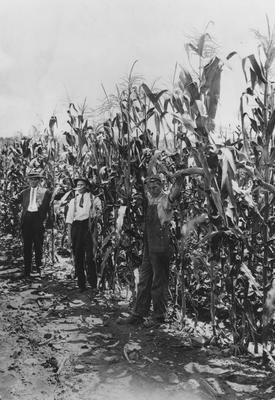 Men amongst corn stalks