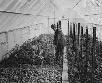 Two men inspect plants in a greenhouse