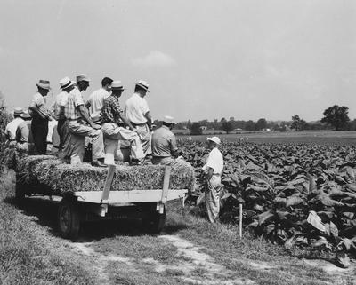 W. D. Valleau, the lecturer and Roy Beatty Smith, Jr. from Shelbyville standing on the wagon and wearing a checkered cap, viewing a tobacco field at the University of Kentucky Agronomy Field Day, Princeton Substation