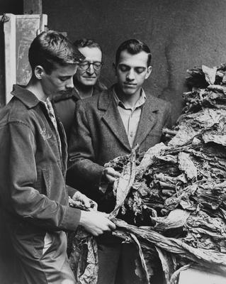 A student teacher in vocational agriculture works with a boy at the boy's home farm as a supervising teacher looks at his stripped tobacco crop