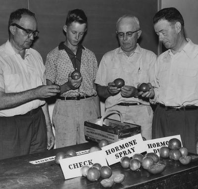 Men inspecting tomatoes; Lexington Herald - Leader staff photo