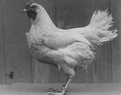 Lady Walnut Hill, a chicken