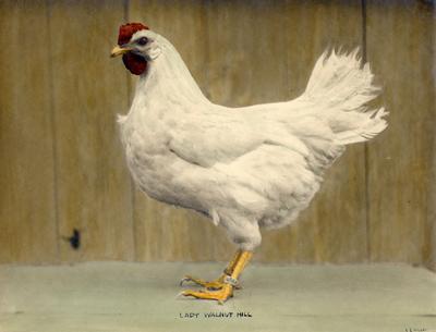 Lady Walnut Hill, a chicken; With heavy tinting