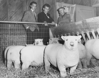 Harold Barber, head sheep herdsman at the University of Kentucky's experiment farm, shows part of his prize flock to Larry Zimmerman (left) and Rodrick Wilson (center), both of Nancy, two of the high school seniors who attended the Opportunity Day program