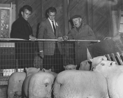 Harold Barber, head sheep herdsman at the University of Kentucky's experiment farm, shows part of his prize flock to Larry Zimmerman (left) and Rodrick Wilson (center), both of Nancy, two of the high school seniors who attended the Opportunity Day program